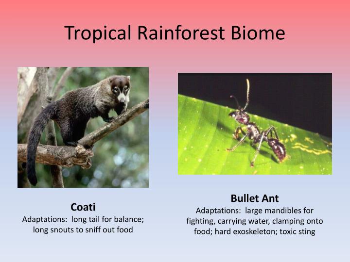 PPT Savanna and Tropical Rainforest Biomes PowerPoint