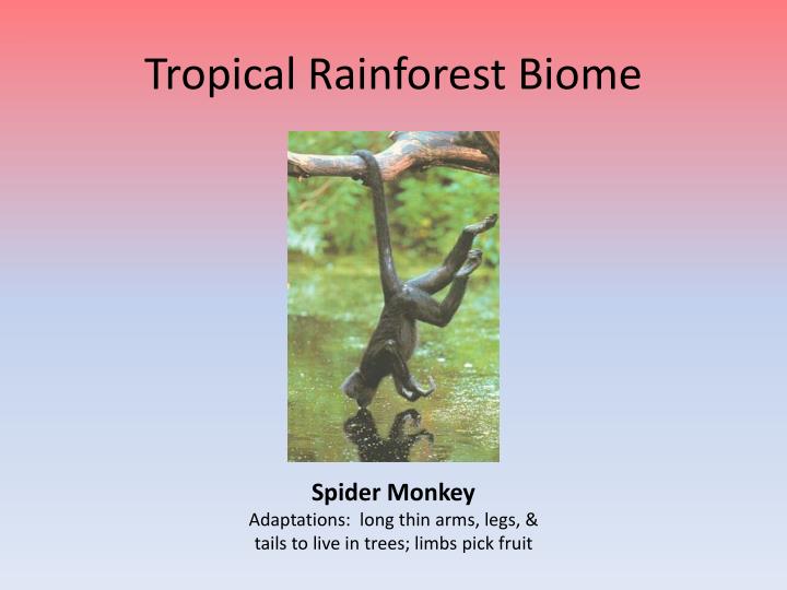 PPT Savanna and Tropical Rainforest Biomes PowerPoint