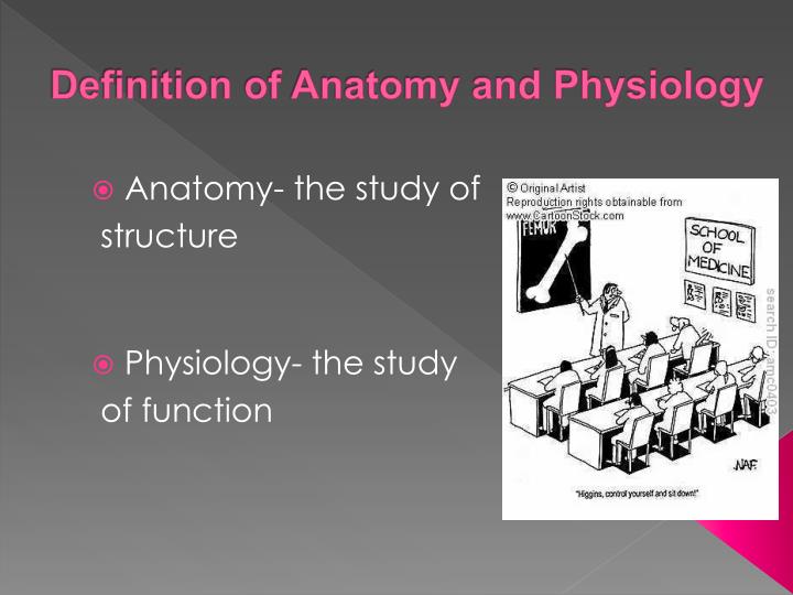 PPT - Anatomy and Physiology of the Skeletal System ...