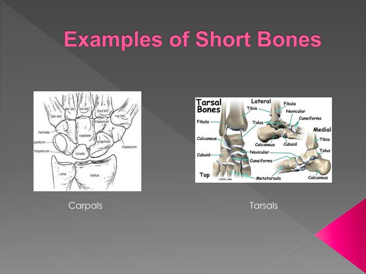 PPT - Anatomy and Physiology of the Skeletal System PowerPoint