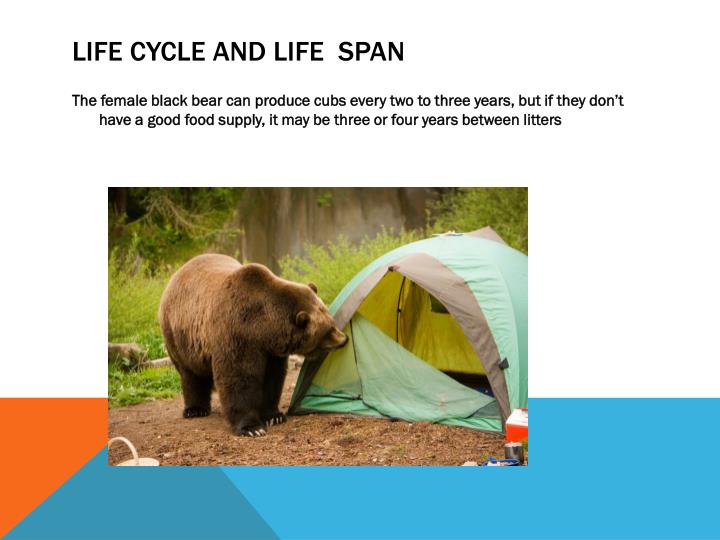 an analysis of the presentation on the black bears Jon rosenblatt daddy is, of course, plath's most extended treatment of the father symbol, though it is by no means her best poem the rapid, often wild succession of elements relating to the father are not entirely integrated into the poem. an analysis of the presentation on the black bears Jon rosenblatt daddy is, of course, plath's most extended treatment of the father symbol, though it is by no means her best poem the rapid, often wild succession of elements relating to the father are not entirely integrated into the poem.