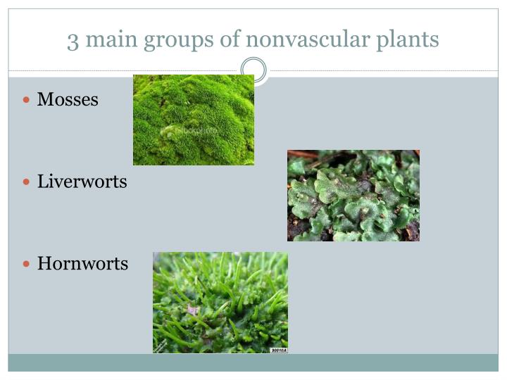 PPT Mosses and Ferns Chapter 9 Sections 3 &amp; 4 PowerPoint