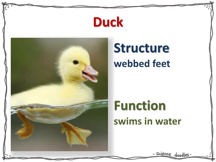 PPT Adaptations PowerPoint Presentation ID 2114836 ppt-adaptations-powerpoint-presentation-id-2114836