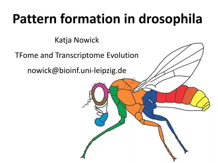 Pattern Formation In Drosophila | ppt pattern formation in drosophila powerpoint Pattern Formation In Drosophila | ppt pattern formation in drosophila powerpoint