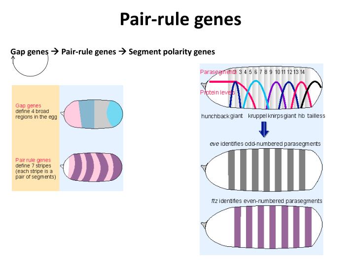 what are pair rule genes