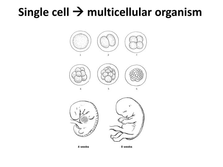 Embryogenesis Pattern Formation From A Single Cell | ppt pattern formation in drosophila powerpoint Embryogenesis Pattern Formation From A Single Cell | ppt pattern formation in drosophila powerpoint