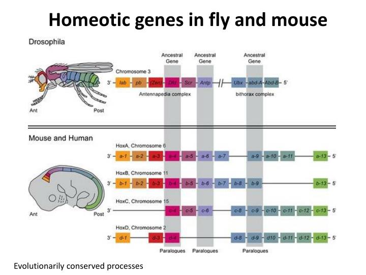Homeotic Pattern Formation | ppt pattern formation in drosophila powerpoint Homeotic Pattern Formation | ppt pattern formation in drosophila powerpoint