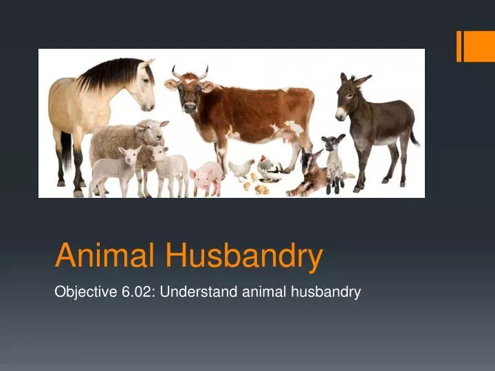 animal-husbandry-ppt