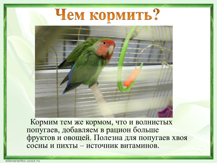 Что едят попугаи в домашних условиях Что едят попугаи в домашних условиях