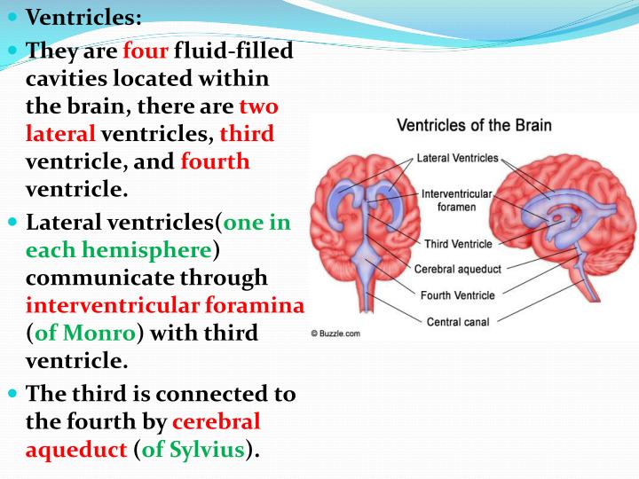 PPT - CSF and Ventricular System PowerPoint Presentation ...