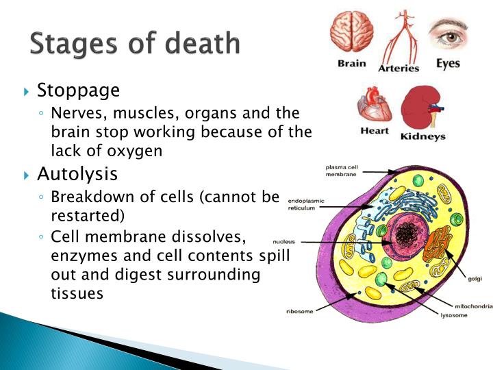 PPT - Death: Manner, Cause and Mechanism PowerPoint Presentation - ID