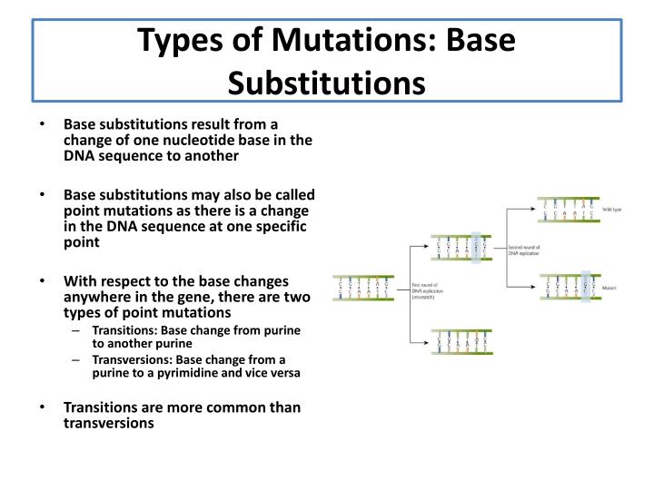 PPT - Chapter 9: The Mutability Of DNA PowerPoint Presentation - ID:2139285