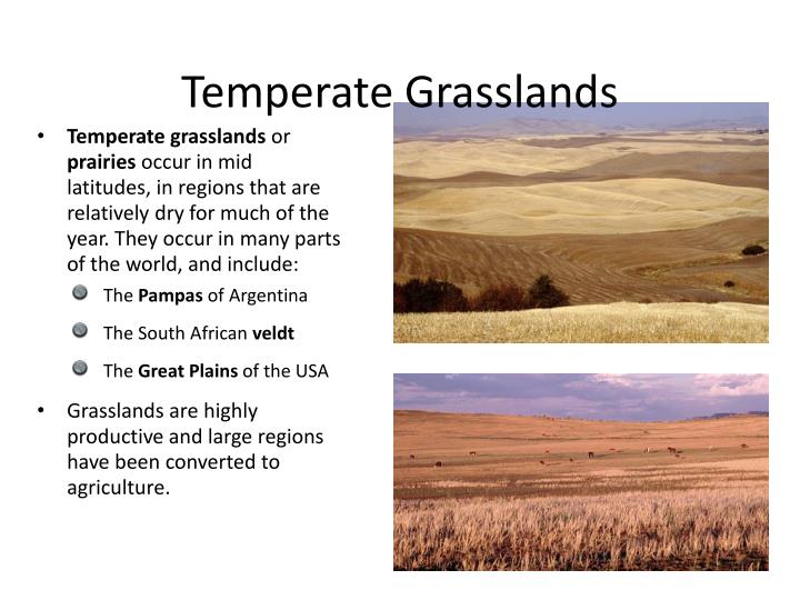 Ppt - 4) Biogeochemical Cycles Carbon Cycle Nitrogen Cycle Phosphorus 