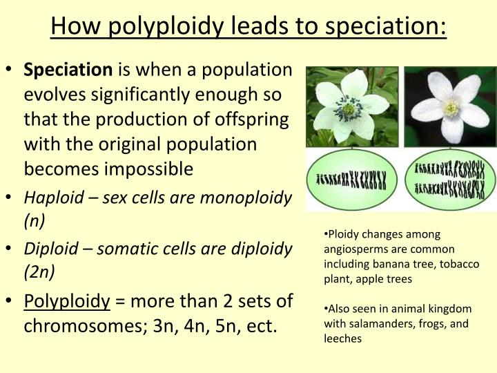 PPT 15.2 Species and Speciation Overview PowerPoint