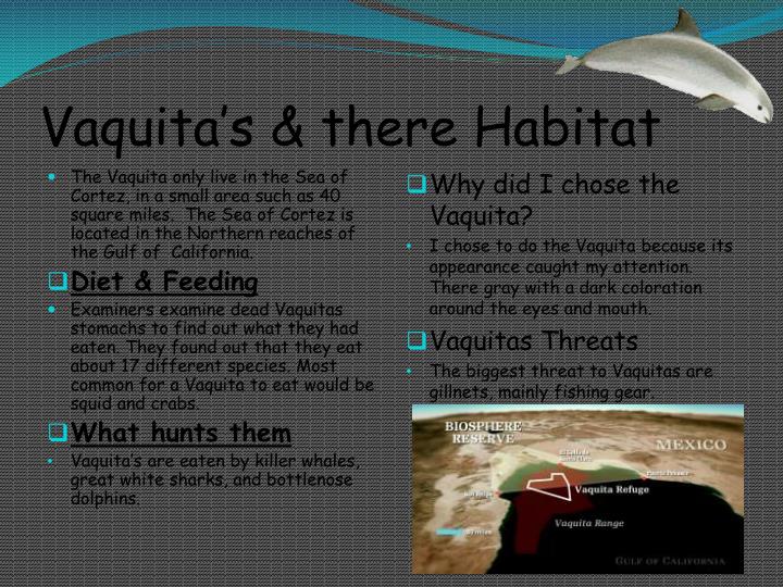 PPT Vaquita Endangered organism PowerPoint Presentation ID2145652