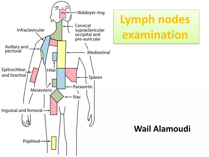 Examination Of Lymph Nodes