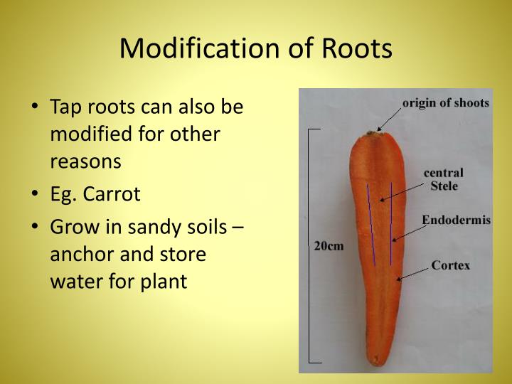 PPT Plant Science PowerPoint Presentation ID2163832