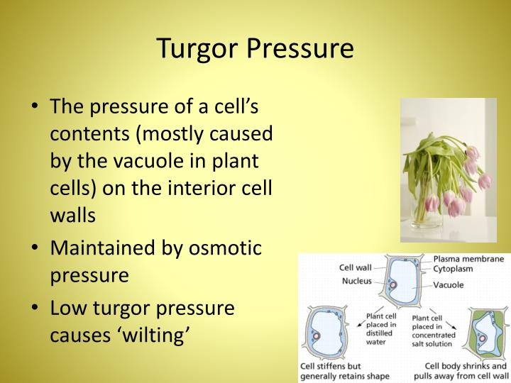 PPT Plant Science PowerPoint Presentation ID2163832