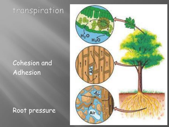 PPT TranSPIRATION , COHESION, ADHESION, AND ROOT