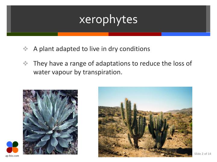 PPT Xerophytes &amp; Transpiration Factors PowerPoint