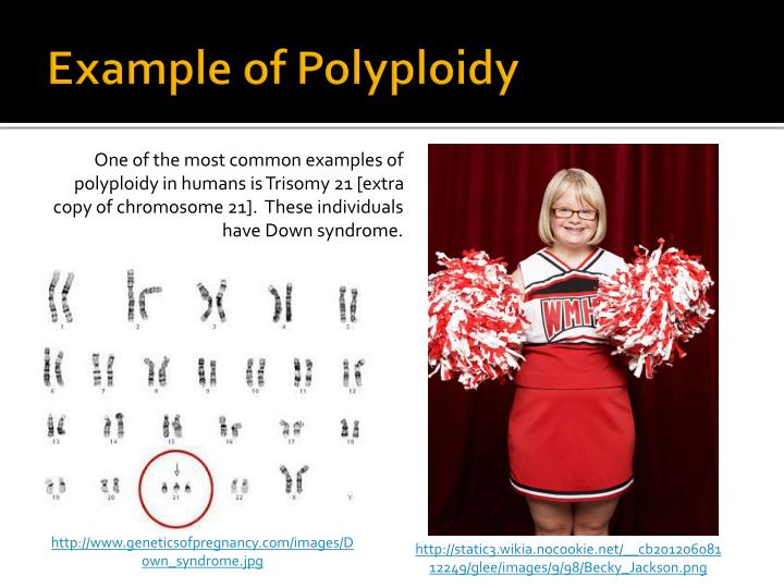 PPT Unit 8 Meiosis PowerPoint Presentation ID2170964