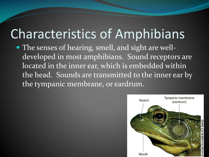 PPT Characteristics of Reptiles PowerPoint Presentation ID2176414