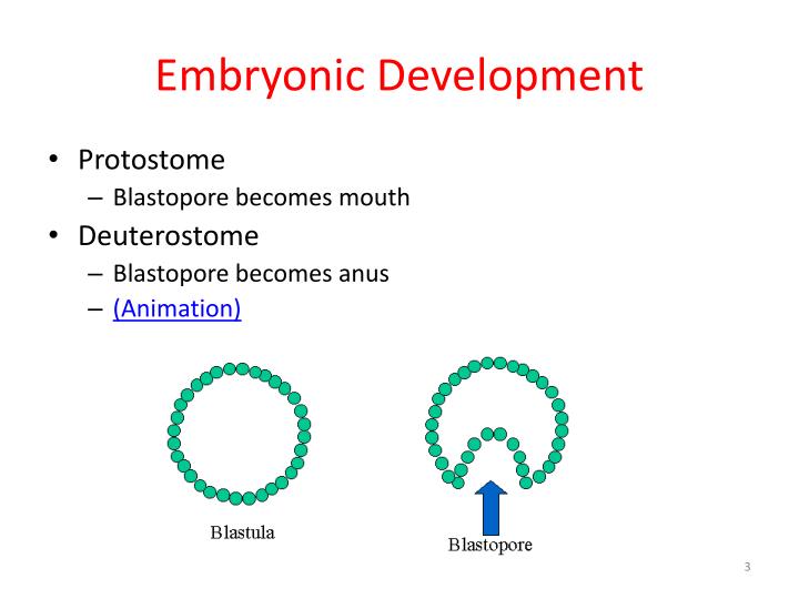 deuterostome blastopore