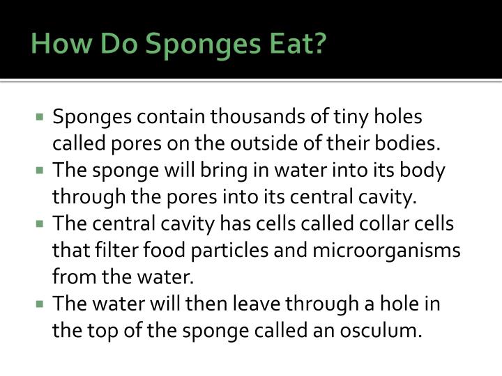 how does a sponge move water through its body how does a sponge move water through its body