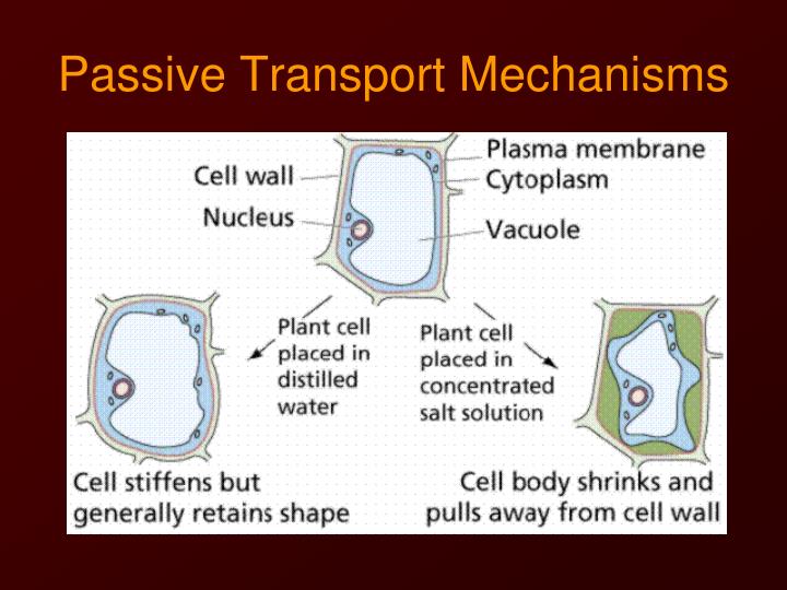 the cell transport mechanisms and cell Review of biological principles develop an understanding of lipids, nucleic acids) structure and functions of cells, cellular organelles, cell specialization, communication among cells cell as a living system, homeostasis, cellular transport, energy use and release in biochemical. the cell transport mechanisms and cell Review of biological principles develop an understanding of lipids, nucleic acids) structure and functions of cells, cellular organelles, cell specialization, communication among cells cell as a living system, homeostasis, cellular transport, energy use and release in biochemical.