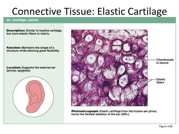 PPT Connective Tissues PowerPoint Presentation ID 2182223 ppt-connective-tissues-powerpoint-presentation-id-2182223