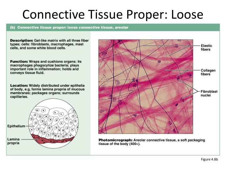 Loose Connective Tissue Examples DriverLayer Search Engine loose-connective-tissue-examples-driverlayer-search-engine
