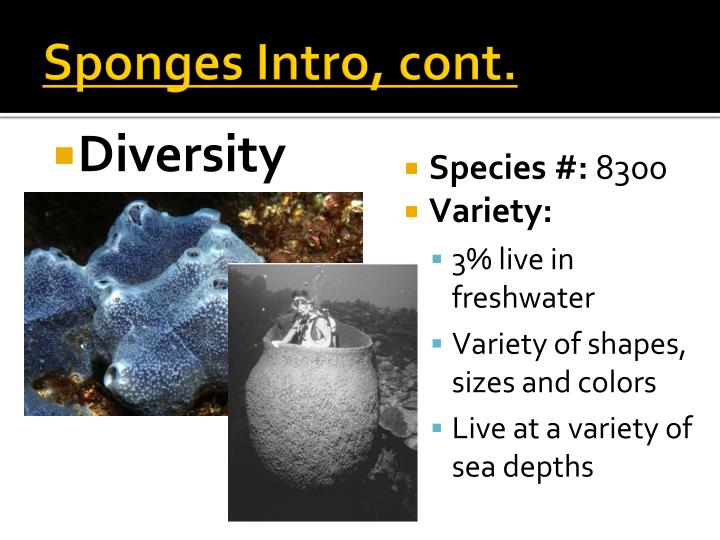 how does a sea sponge move how does a sea sponge move
