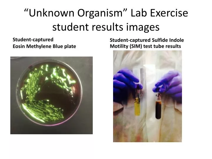 environmental microbiology lab report environmental microbiology lab report