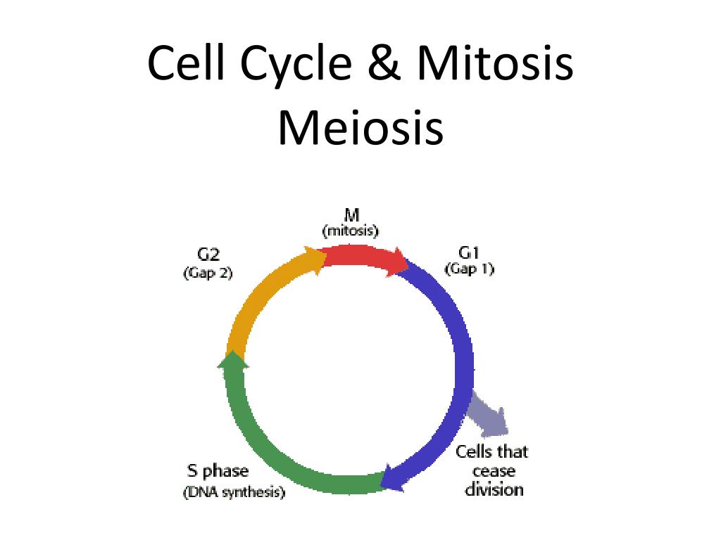 Ppt Cell Cycle Mitosis Meiosis Powerpoint Presentation Free Sexiz Pix