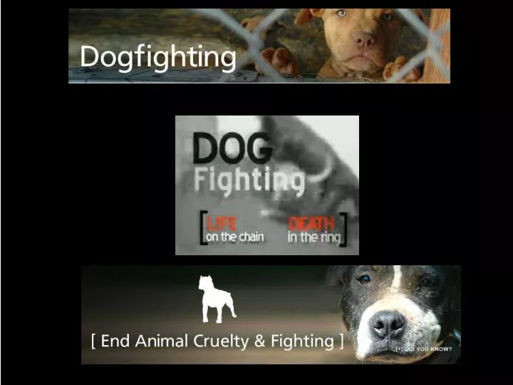 Research Paper On Animal Cruelty