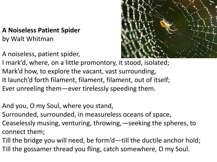 a noiseless patient spider analysis essay a noiseless patient spider analysis essay
