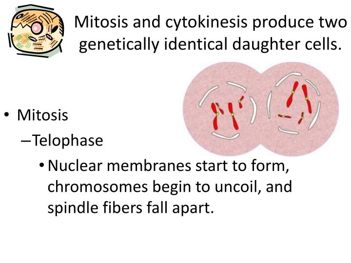 mitosis and identical daughter cells A: mitosis produces two new daughter cells that are genetically identical to their parent cell this type of cell division is used to grow as. mitosis and identical daughter cells A: mitosis produces two new daughter cells that are genetically identical to their parent cell this type of cell division is used to grow as.