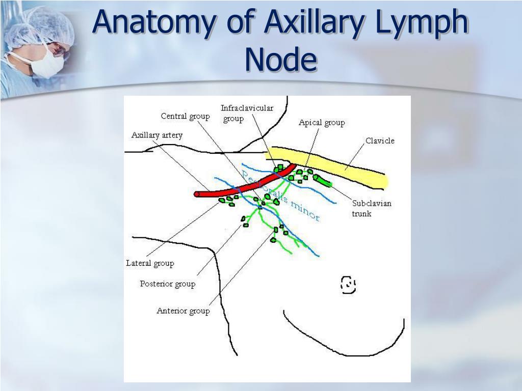 Superficial Axillary Lymph Node Images And Photos Finder
