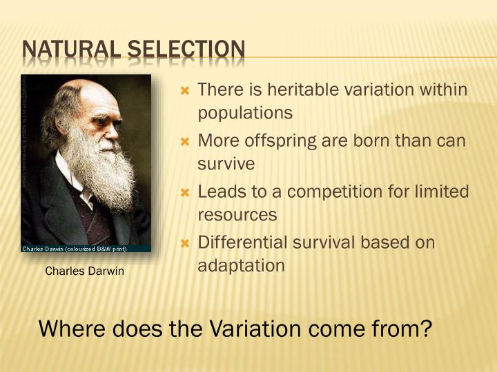 How Does Competition And Variation Result In Natural Selection How Does Competition And Variation Result In Natural Selection