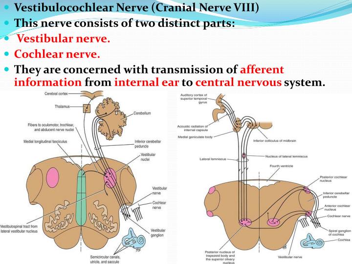 PPT - Vestibulocochlear Nerve(VIII) PowerPoint Presentation - ID:2244994