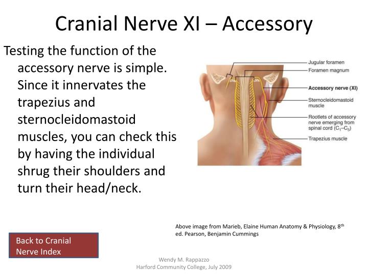 PPT Cranial Nerves PowerPoint Presentation ID2245105