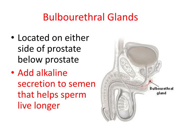 PPT Reproductive System PowerPoint Presentation ID2251546