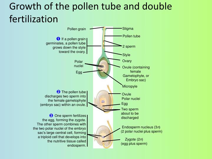 Pollen sperm nuclei - XXX Pictures nuclei Pollen sperm