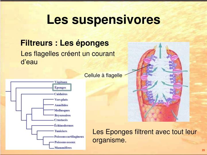 On découvre les antigènes des lamblias