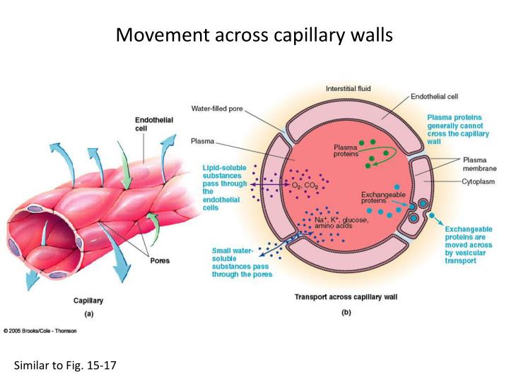 PPT Elastic recoil of arteries PowerPoint Presentation ID2258944