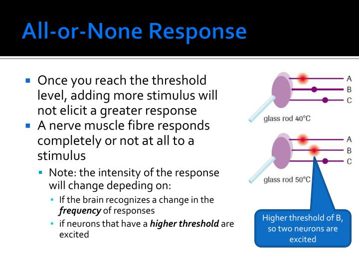 PPT Electrochemical Impulse PowerPoint Presentation ID2260869