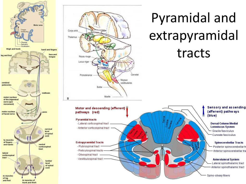 Ppt Pyramidal And Extrapyramidal Tracts Powerpoint Presentation Free