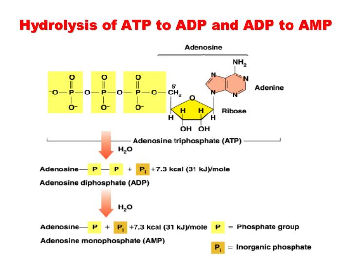 PPT - Metabolic Pathways PowerPoint Presentation - ID:2265486