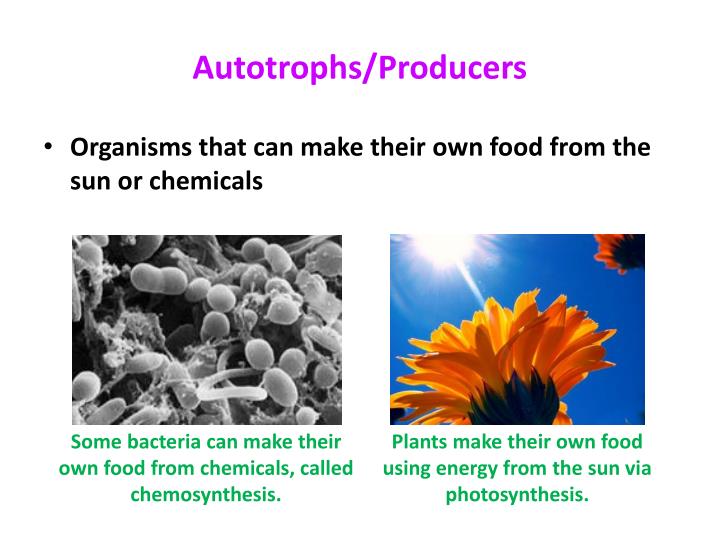 why-are-green-plants-called-autotrophs-and-producers-at-david-placencia