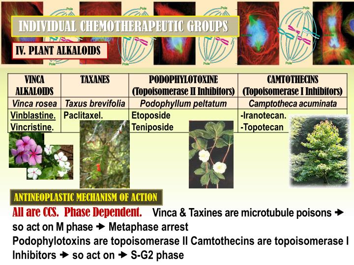 PPT - CANCER CHEMOTHERAPY PowerPoint Presentation - ID:2273167